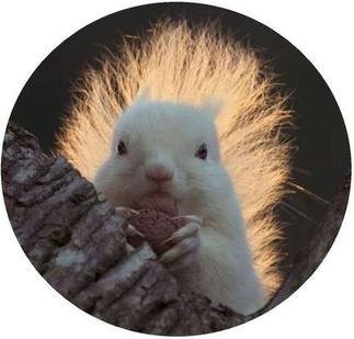 Là où naissent les légendes : le blanc du Japon