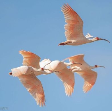 Toki, l&rsquo;ibis emblématique du Japon à la reconquête de son territoire ancestral