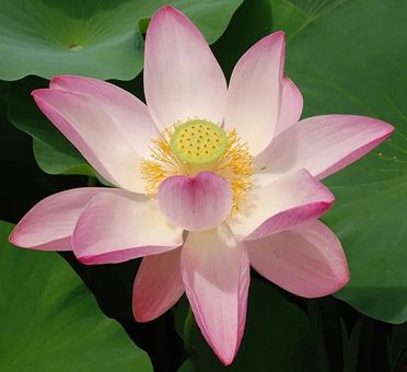 Le lotus Ôga, la fleur qui défie le temps